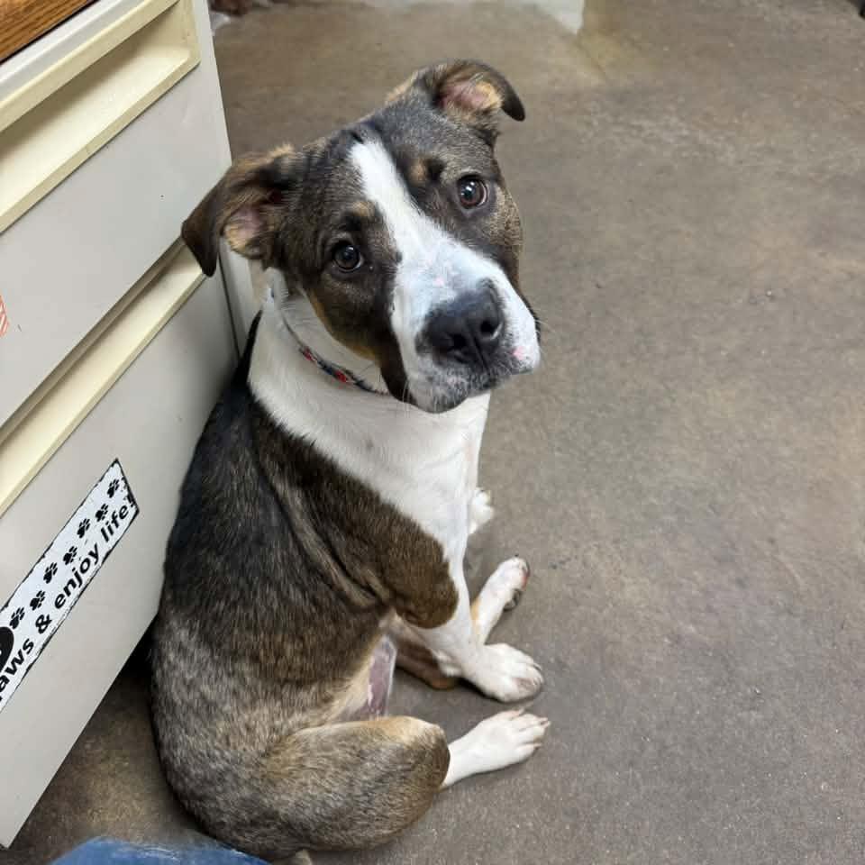 Enlarge ASHER, a Adoptable mixed breed in Cadiz, OH image 2/4