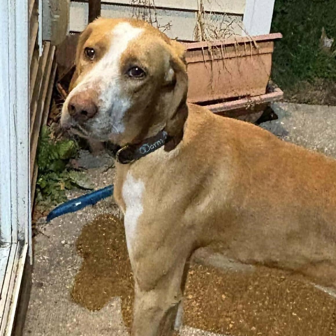 Enlarge Hank, a ADOPTABLE Hound in Wando, SC image 2/6