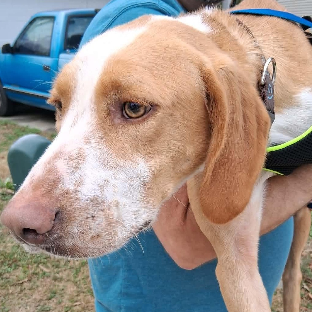 Enlarge Hank, a ADOPTABLE Hound in Wando, SC image 4/6
