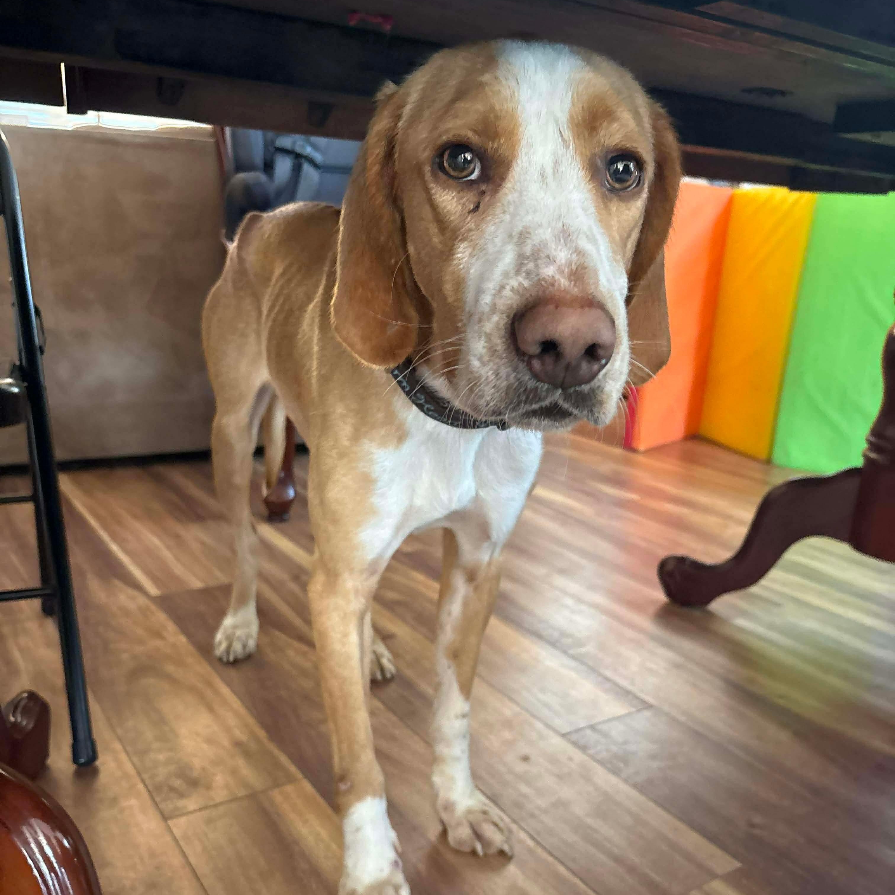 Hank, ADOPTABLE, Young Male Hound.