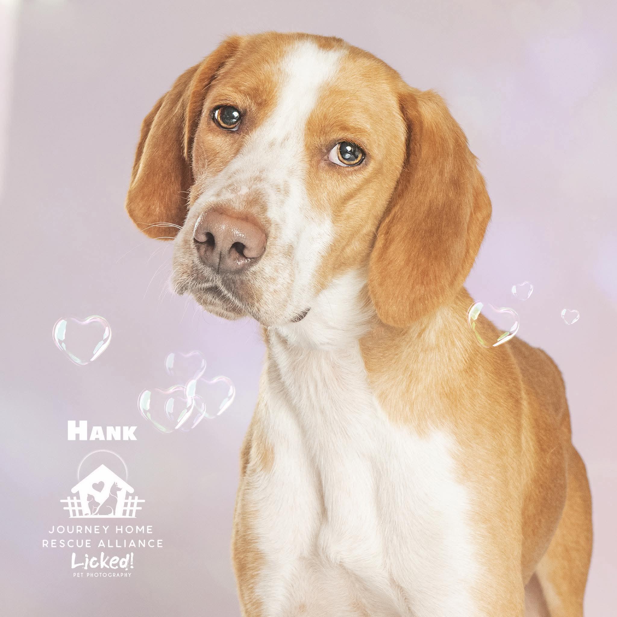 Hank, ADOPTABLE, Young Male Hound.