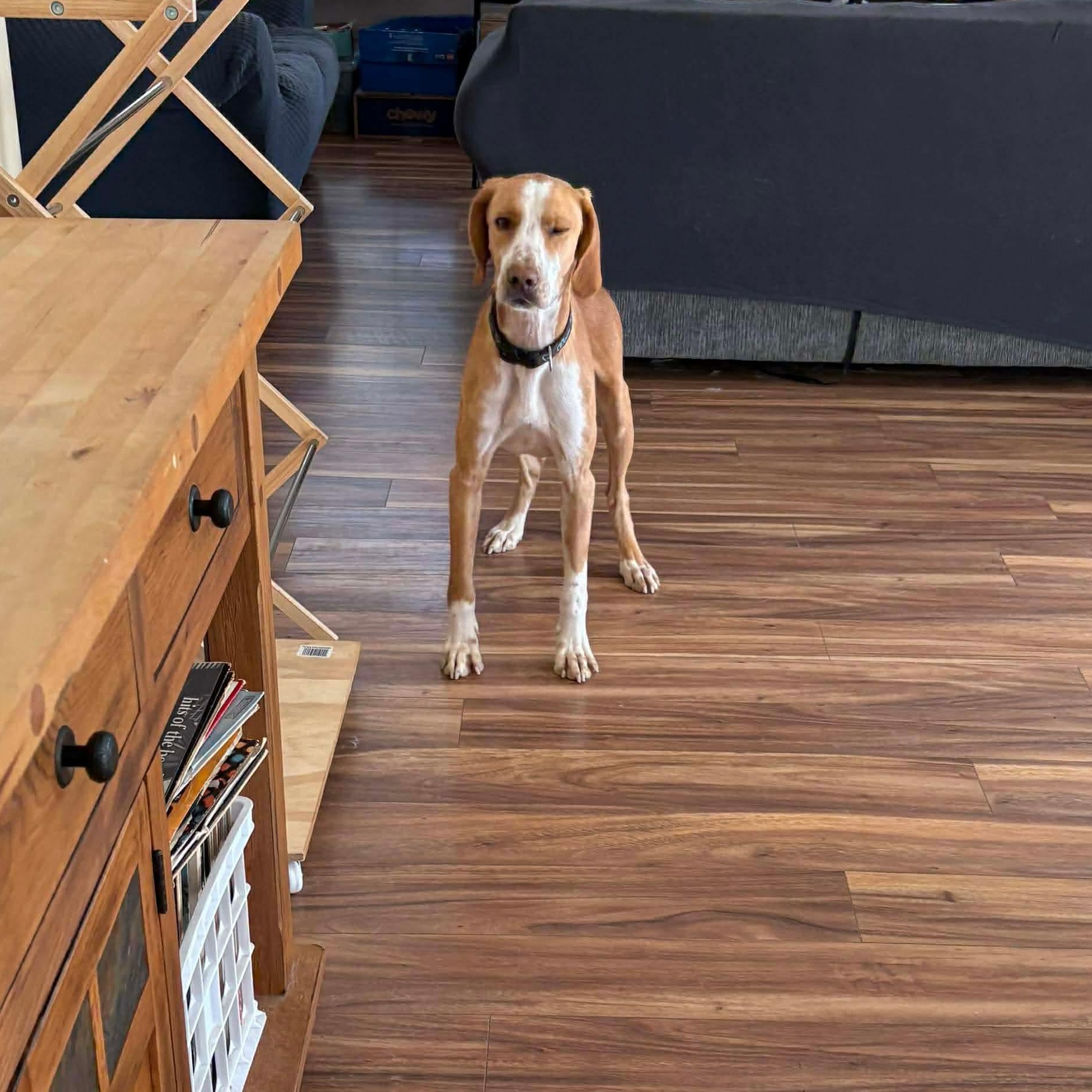 Enlarge Hank, a ADOPTABLE Hound in Wando, SC image 6/6