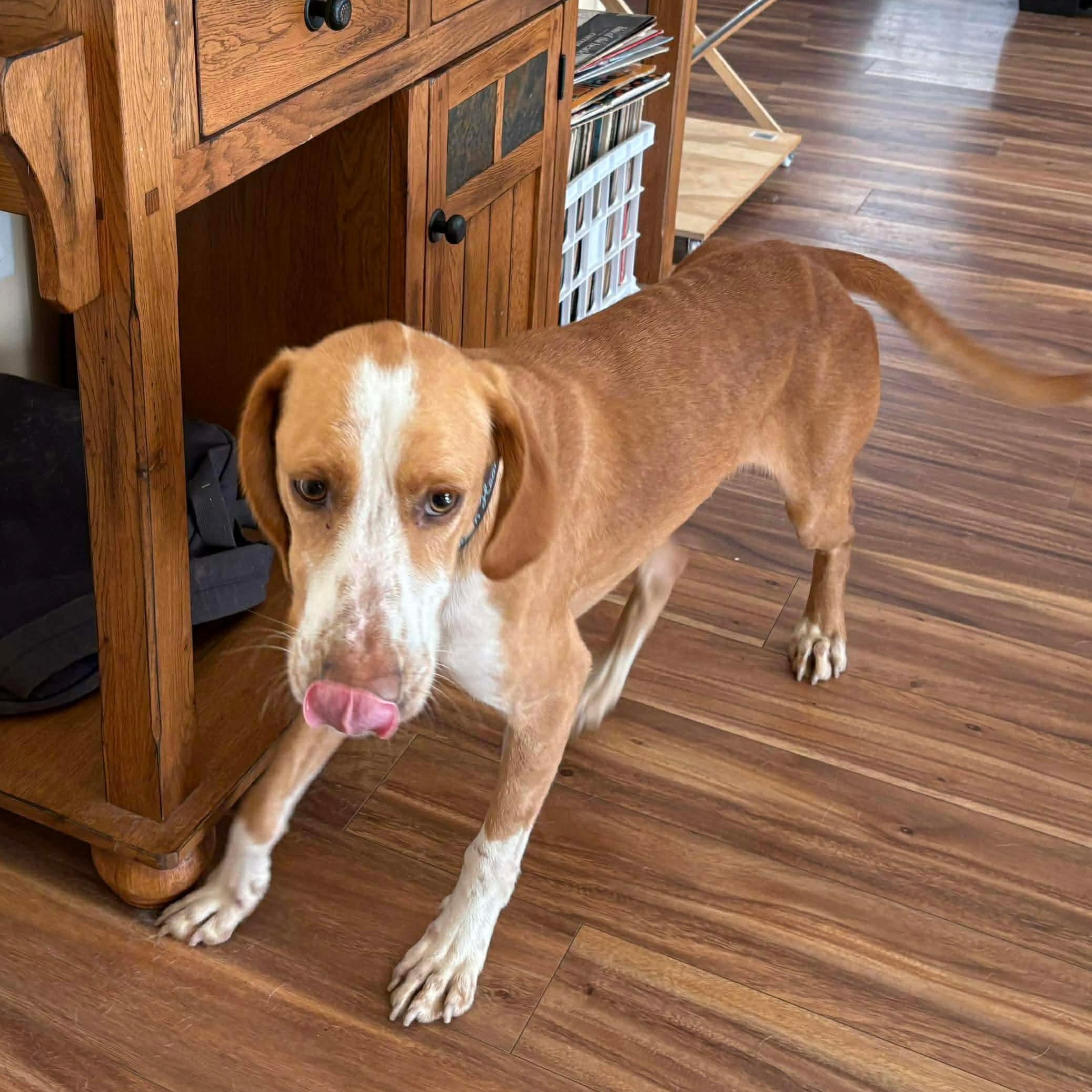 Enlarge Hank, a ADOPTABLE Hound in Wando, SC image 3/6