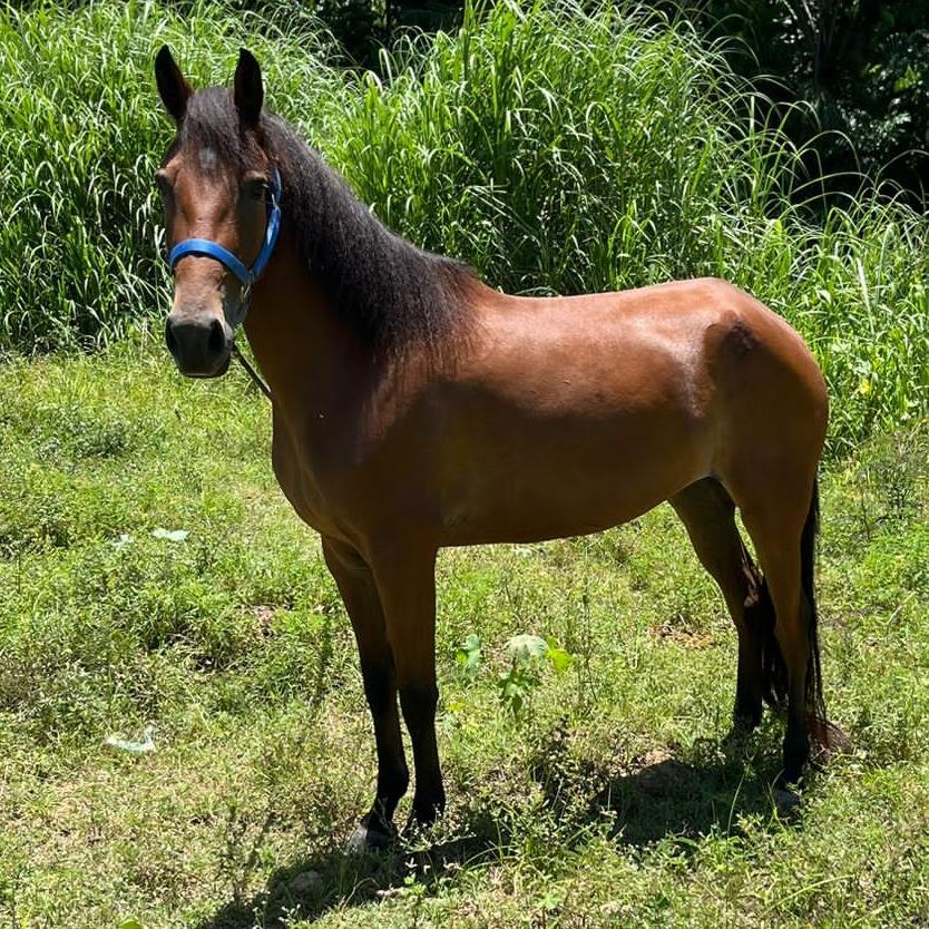 Faraona, Adoptable, Adult Female Quarterhorse & HorseMix.