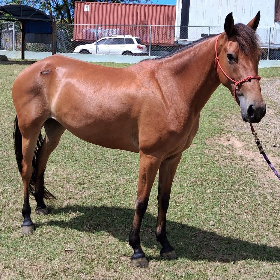 Enlarge Faraona, a Adoptable mixed breed in Guaynabo, PR image 2/2