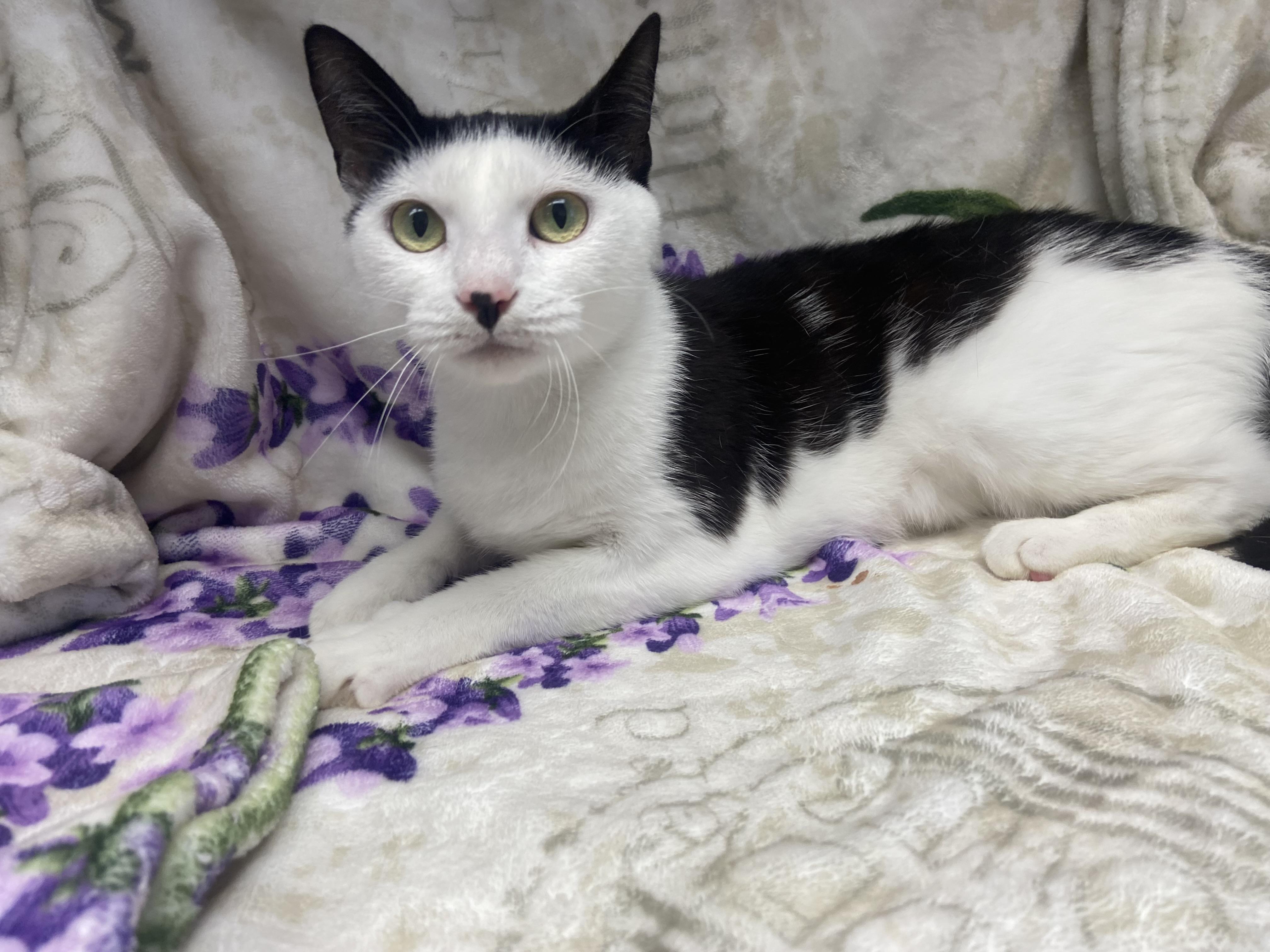 Elvira, ADOPTABLE, Adult Female Domestic Short Hair.