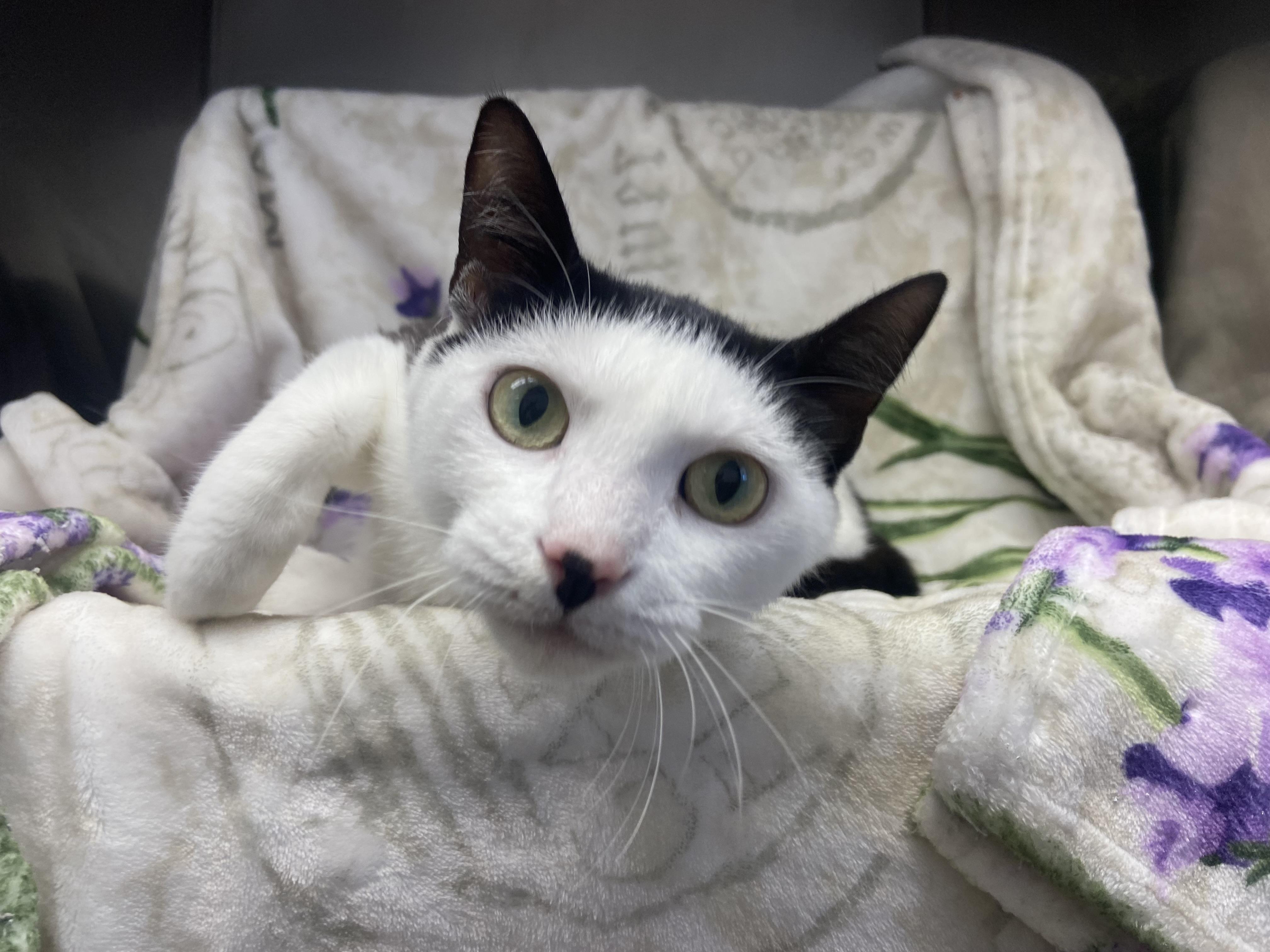 Enlarge Elvira, an adopted Domestic Short Hair in Edinburg, VA image 2/2