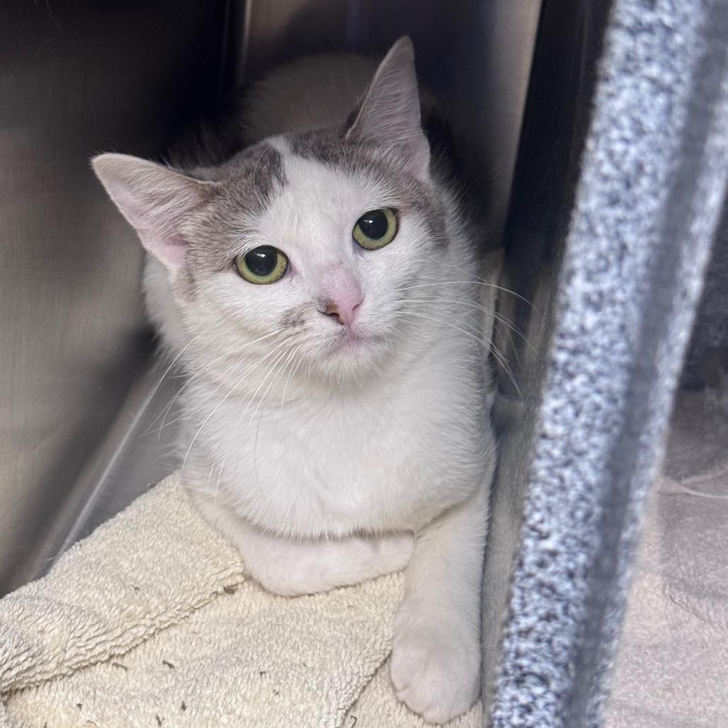 Stevie, Adoptable, Adult Female Domestic Short Hair.