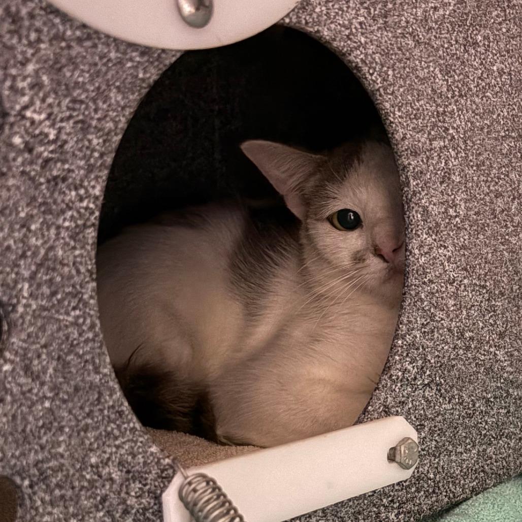 Enlarge Stevie, a Adoptable Domestic Short Hair in Brookfield, WI image 2/2