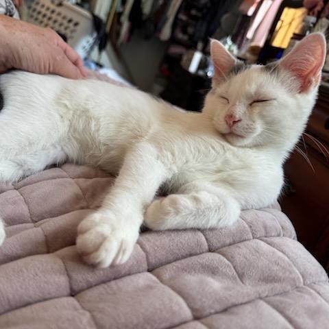 Enlarge Sugarcane, a Adoptable American Shorthair in Pikesville, MD image 2/6