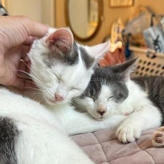 Enlarge Sugarcane, a Adoptable American Shorthair in Pikesville, MD image 3/6
