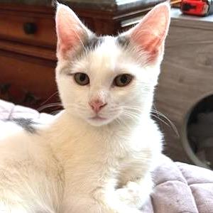 Sugarcane, Adoptable, Kitten Male American Shorthair.