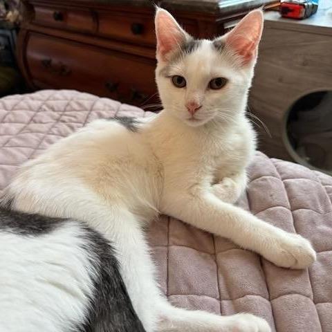 Enlarge Sugarcane, a Adoptable American Shorthair in Pikesville, MD image 6/6