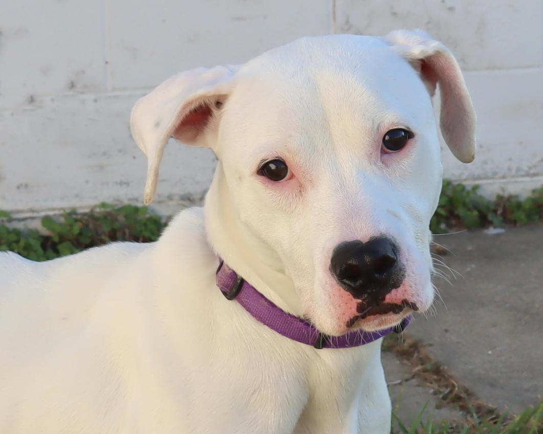 Lily, adoptable, Young Female Dogo Argentino.