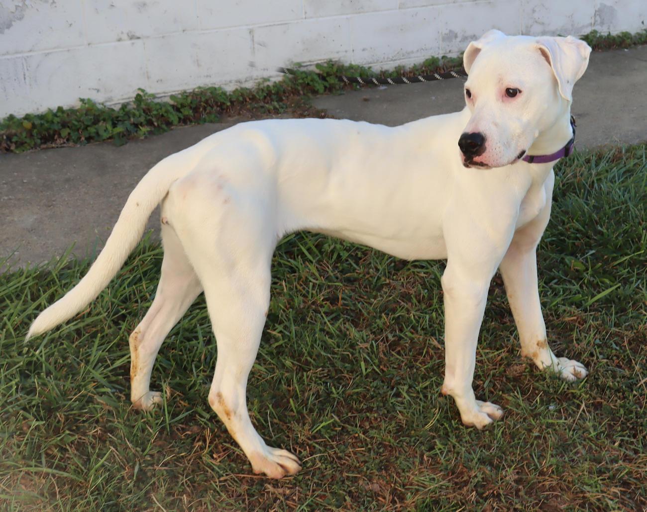 Enlarge Lily, an adoptable mixed breed in Euclid, OH image 2/4