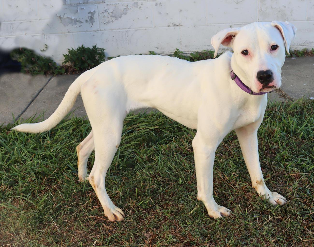 Enlarge Lily, an adoptable mixed breed in Euclid, OH image 4/4