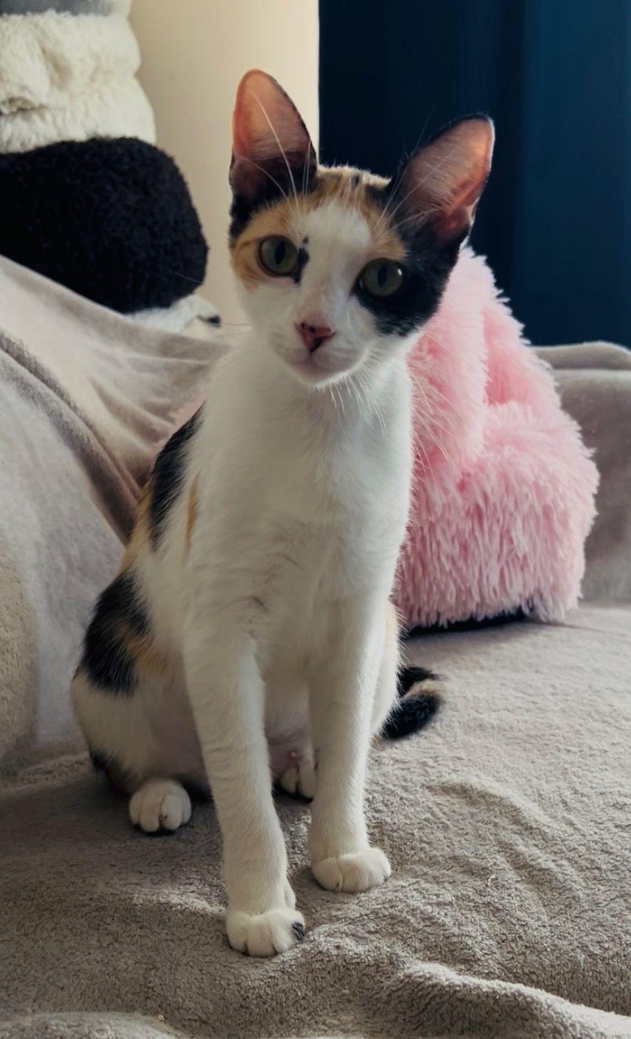 Enlarge Cassiopeia, a Adoptable Domestic Short Hair in Lauderhill, FL image 1/5