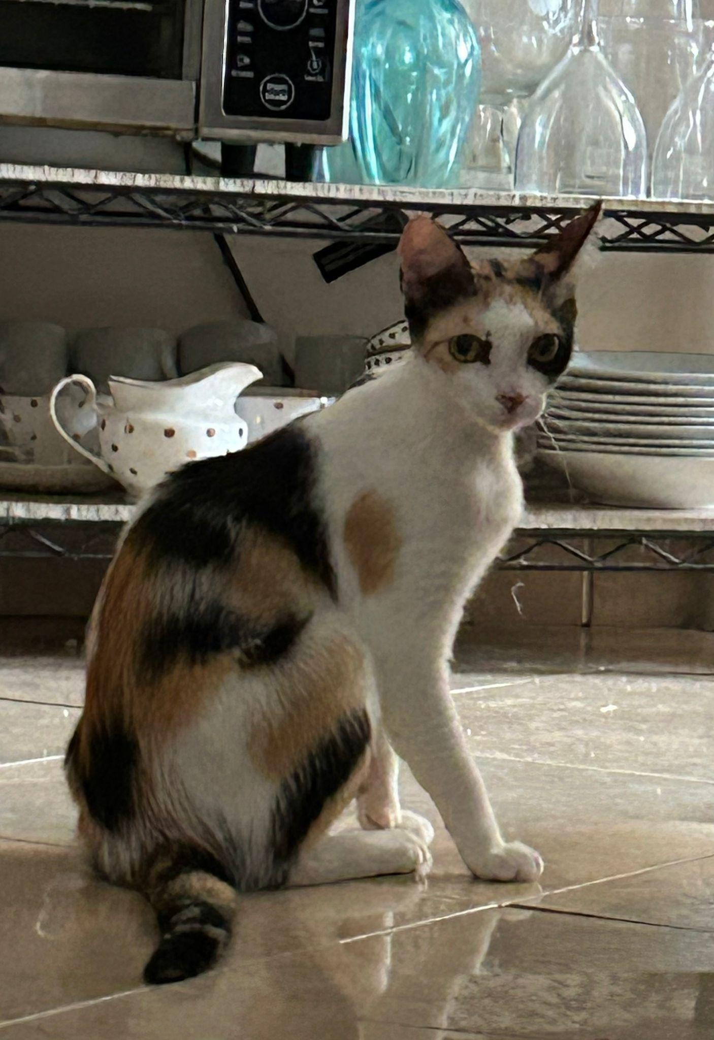 Enlarge Cassiopeia, a Adoptable Domestic Short Hair in Lauderhill, FL image 2/5