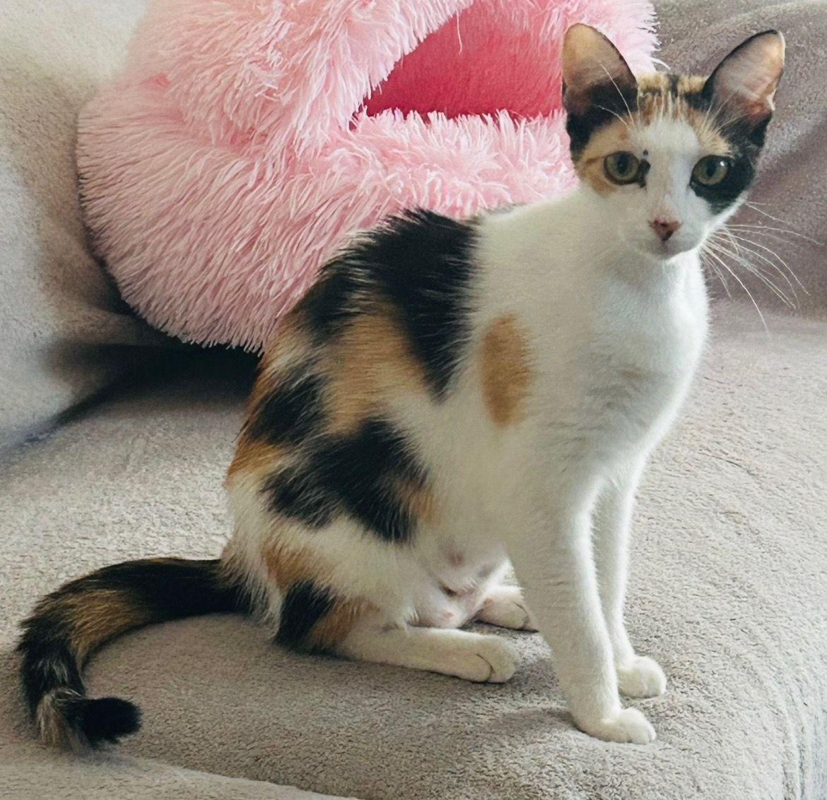 Enlarge Cassiopeia, a Adoptable Domestic Short Hair in Lauderhill, FL image 3/5