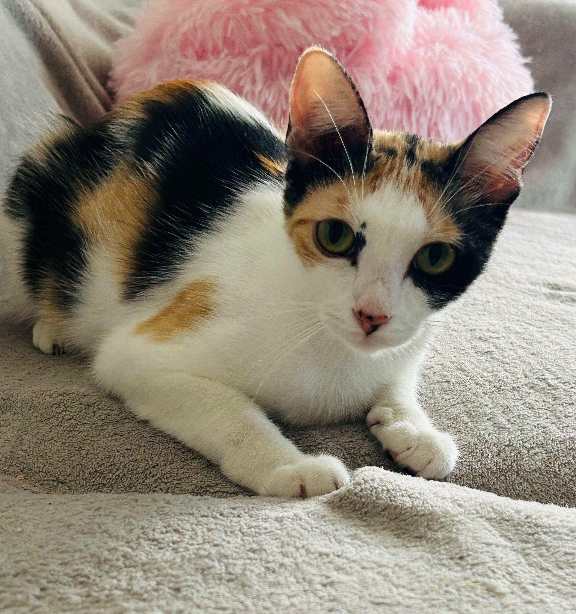 Cassiopeia, Adoptable, Adult Female Domestic Short Hair.