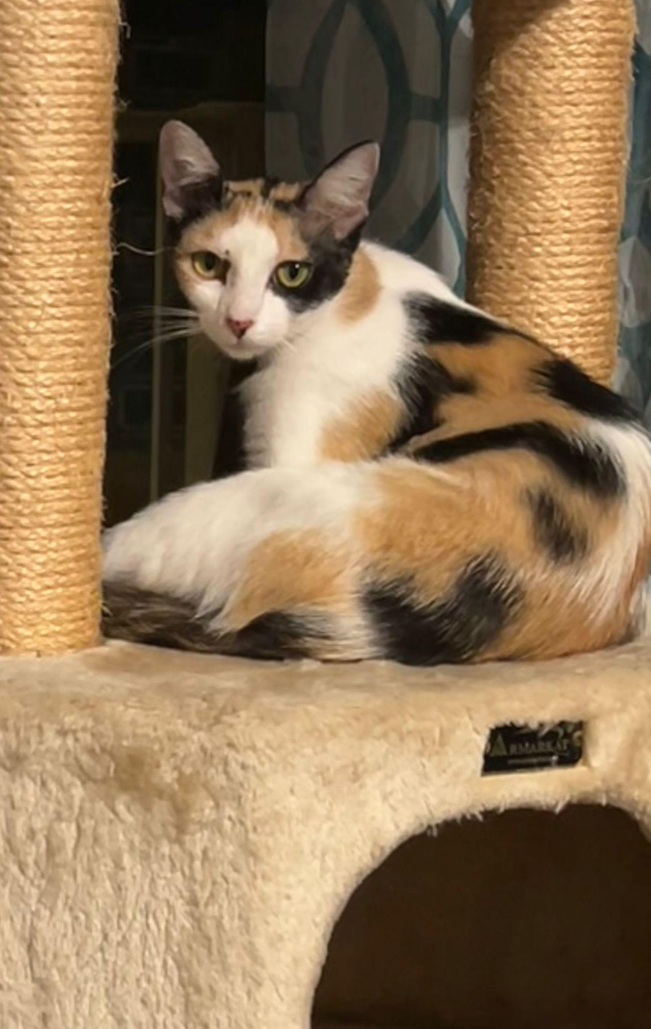 Enlarge Cassiopeia, a Adoptable Domestic Short Hair in Lauderhill, FL image 5/5