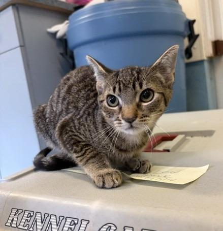 Samuel, Adoptable, Kitten Male Domestic Short Hair.