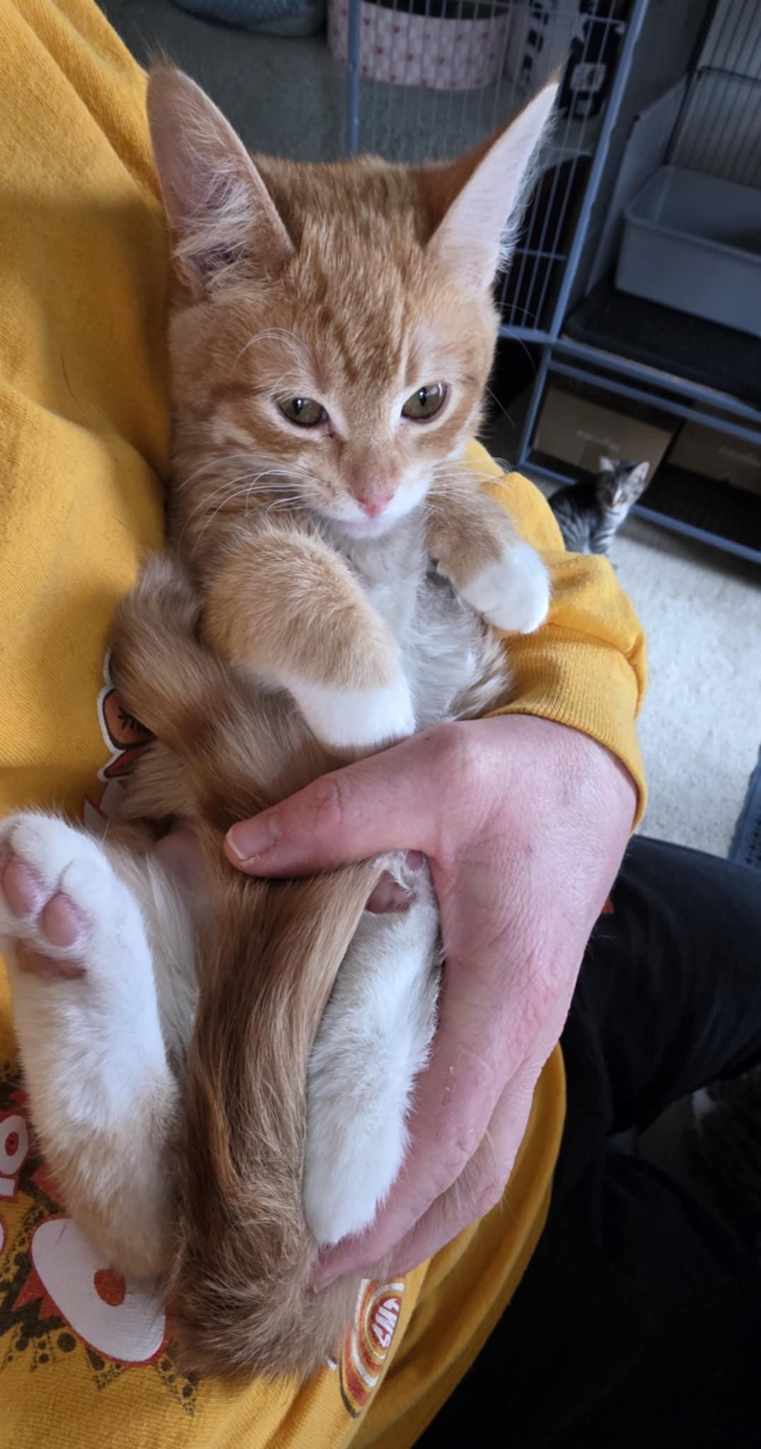 Enlarge Frannie, an adopted Domestic Short Hair in Mechanicsburg, PA image 3/5