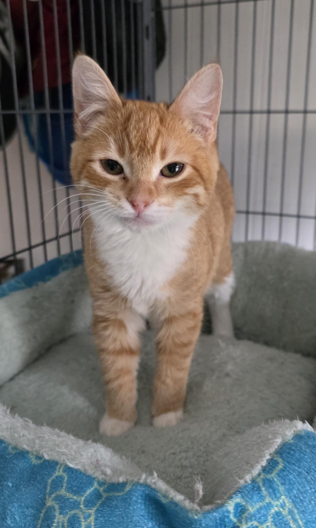 Frannie, adopted, Young Female Domestic Short Hair.