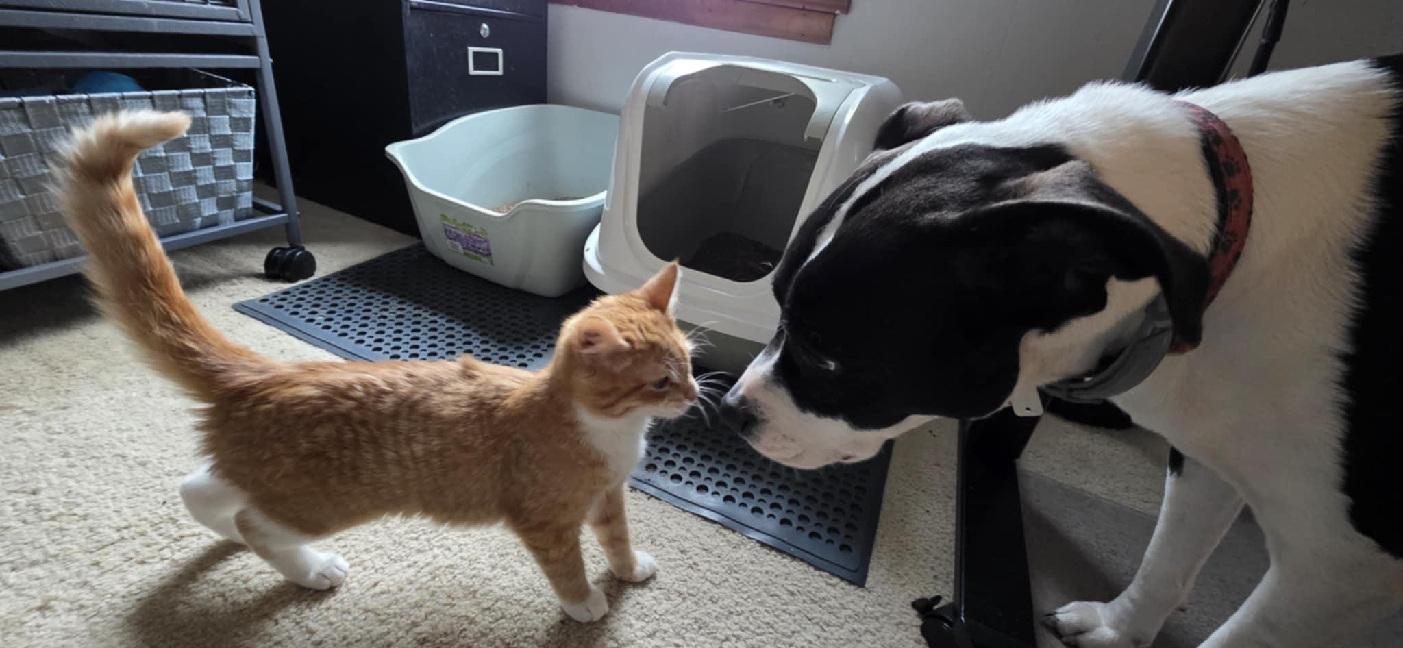 Enlarge Frannie, an adopted Domestic Short Hair in Mechanicsburg, PA image 2/5