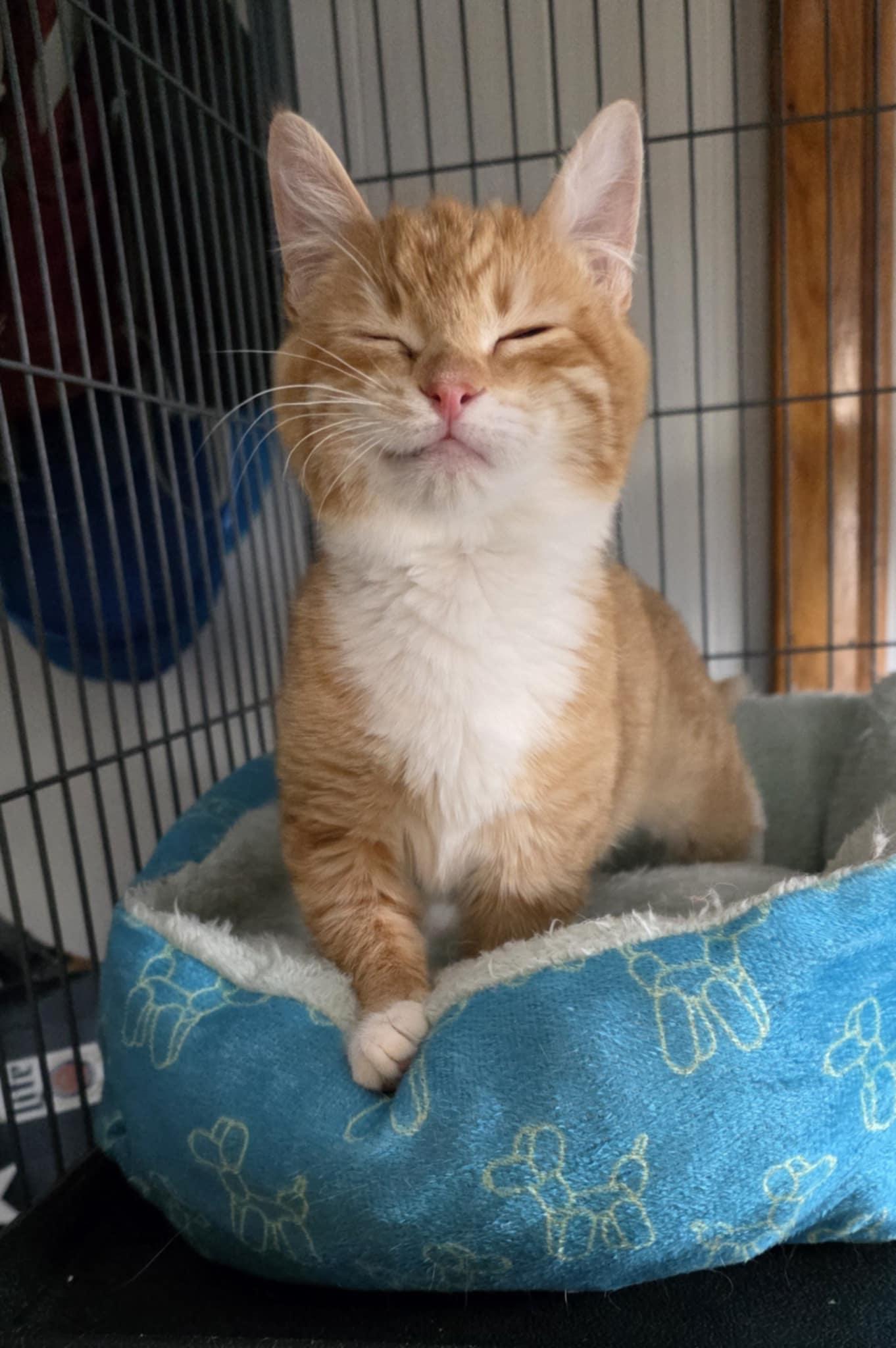 Enlarge Frannie, an adopted Domestic Short Hair in Mechanicsburg, PA image 5/5