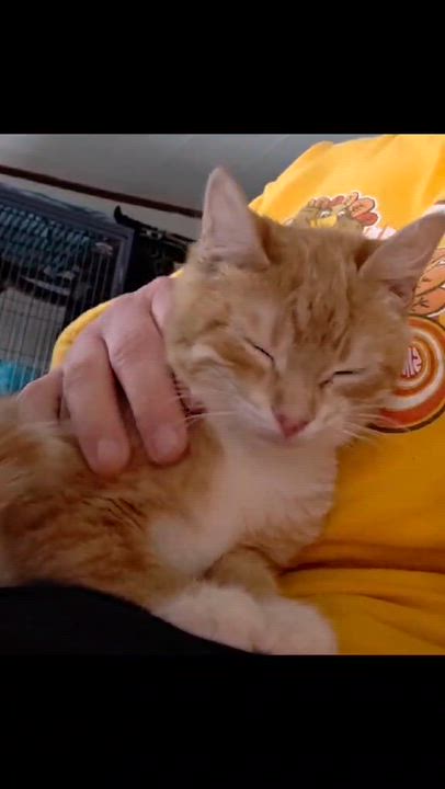 Enlarge Frannie, an adopted Domestic Short Hair in Mechanicsburg, PA video 4/5