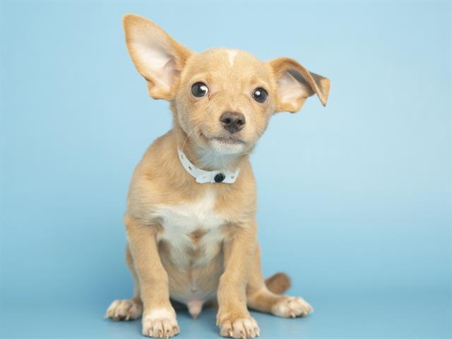 ROSCOE, Adoptable, Puppy Male Chihuahua.