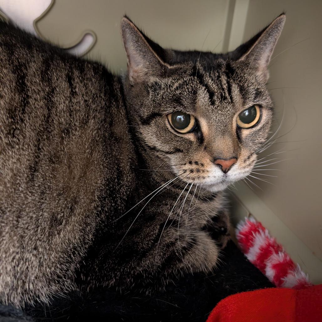 Tiny, Adoptable, Senior Female Domestic Short Hair.