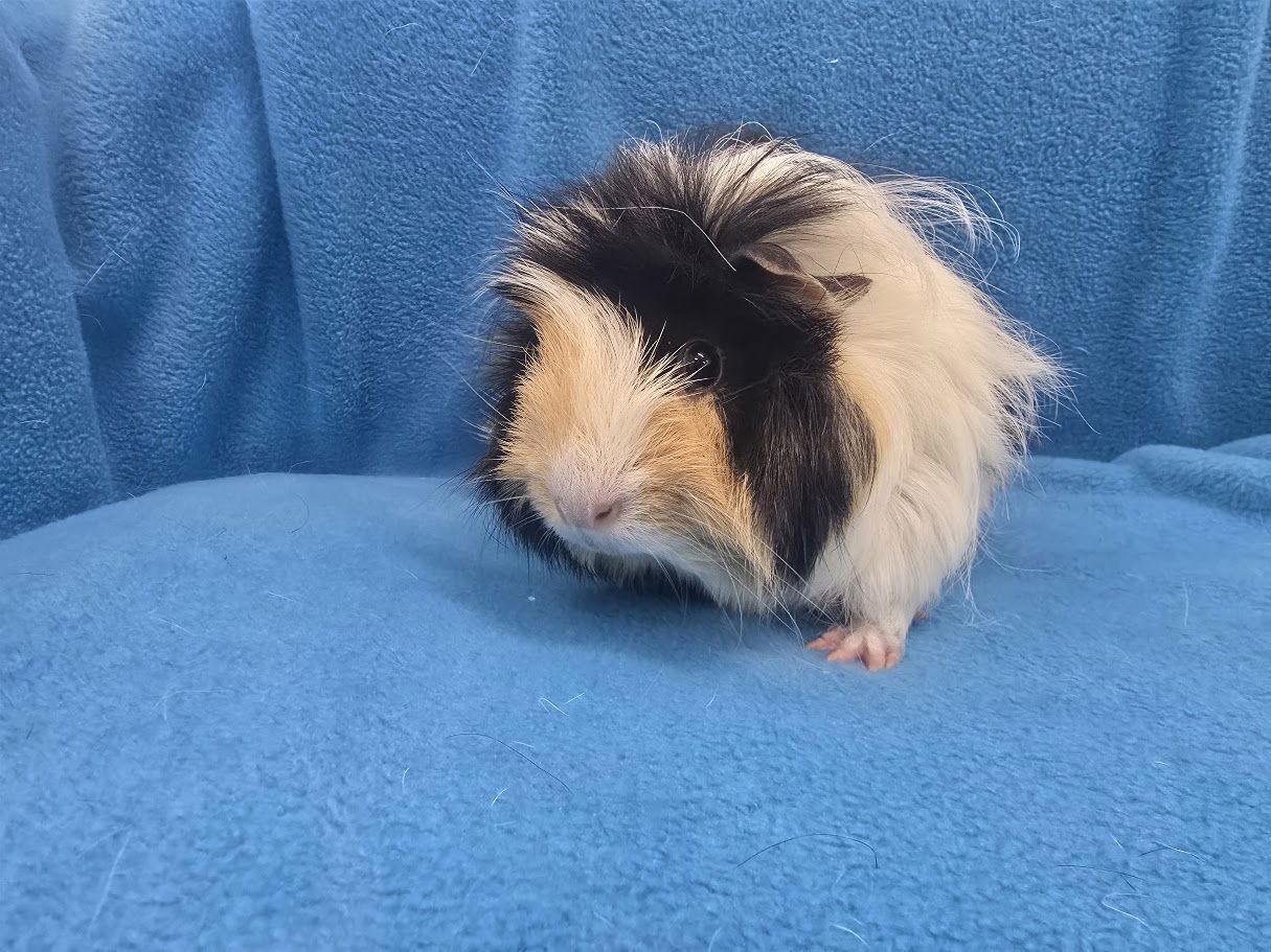 Lorelai & Luke, a Adopted Guinea Pig in Baton Rouge, LA image 2/3