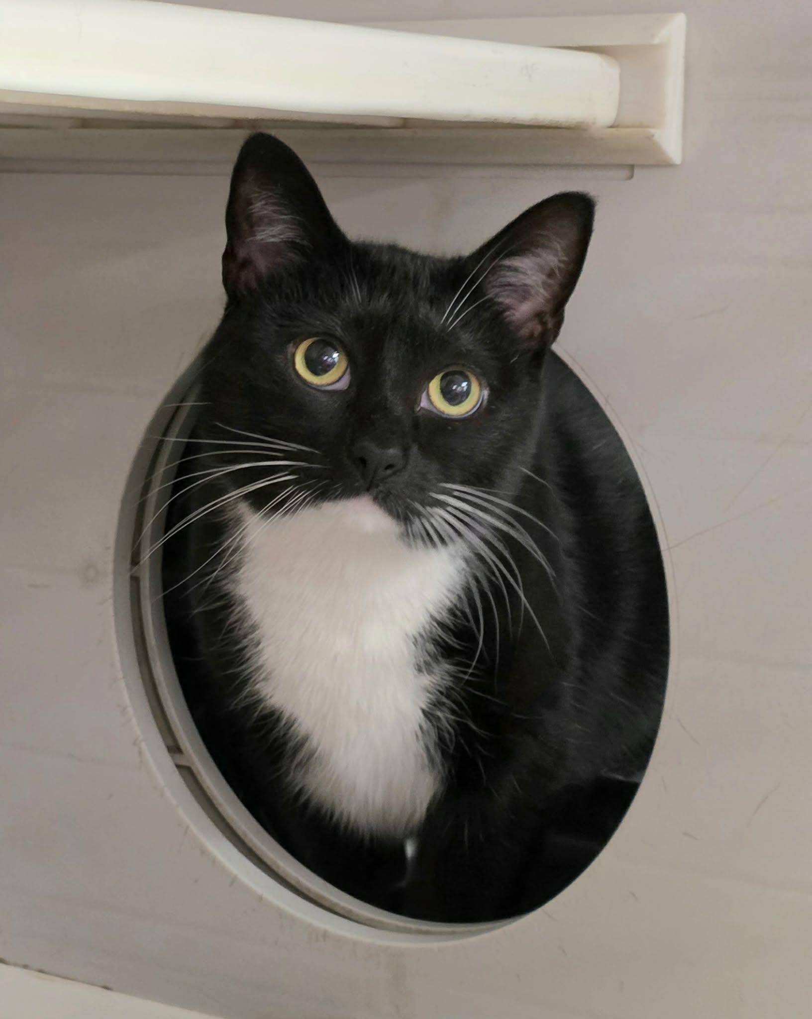 Enlarge Tuxie, an adopted Tuxedo in Oak Ridge, TN image 1/5