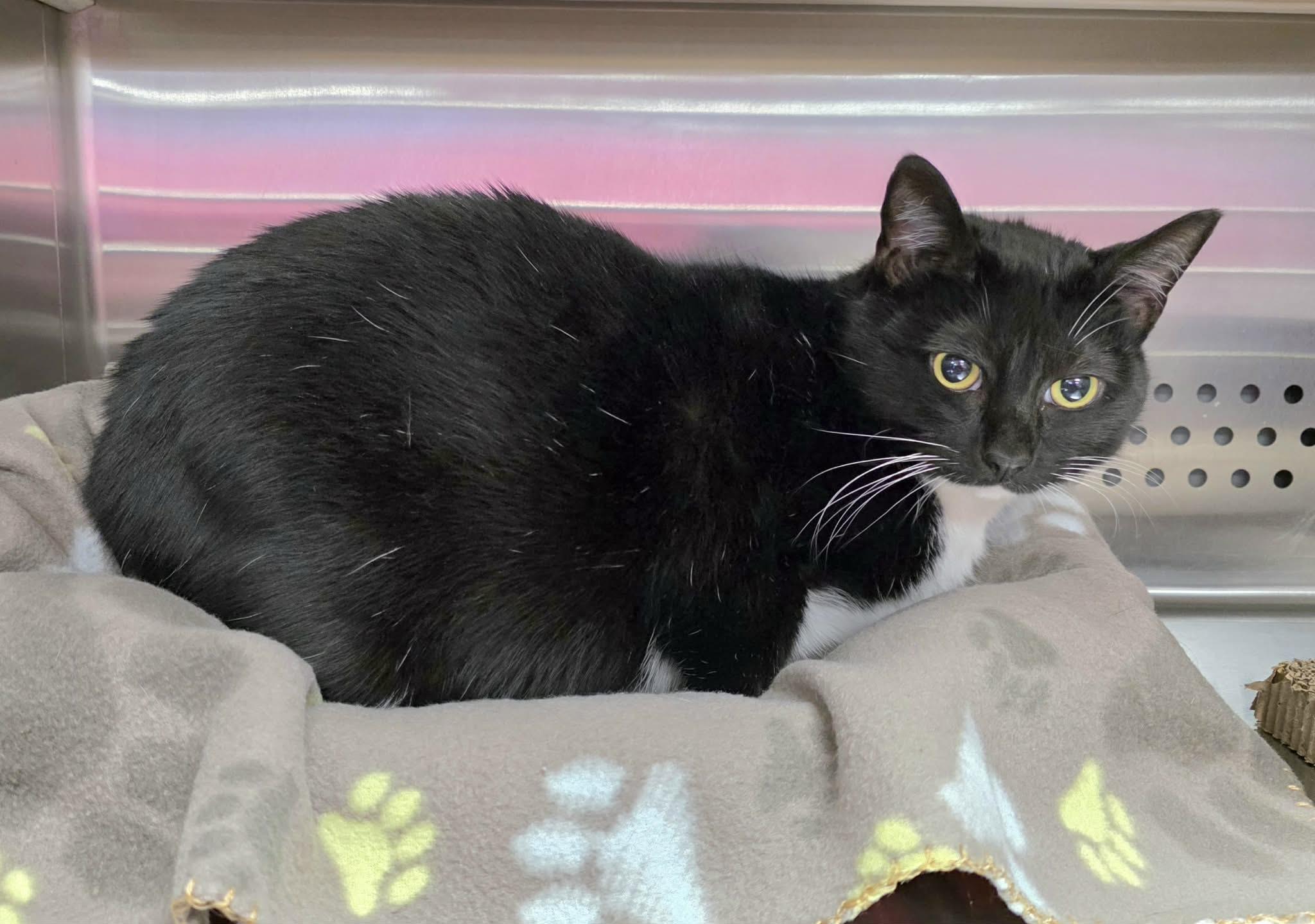 Enlarge Tuxie, an adopted Tuxedo in Oak Ridge, TN image 4/5