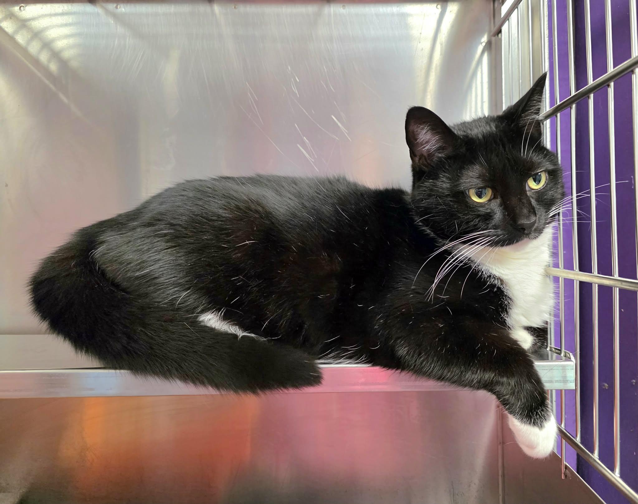 Enlarge Tuxie, an adopted Tuxedo in Oak Ridge, TN image 3/5