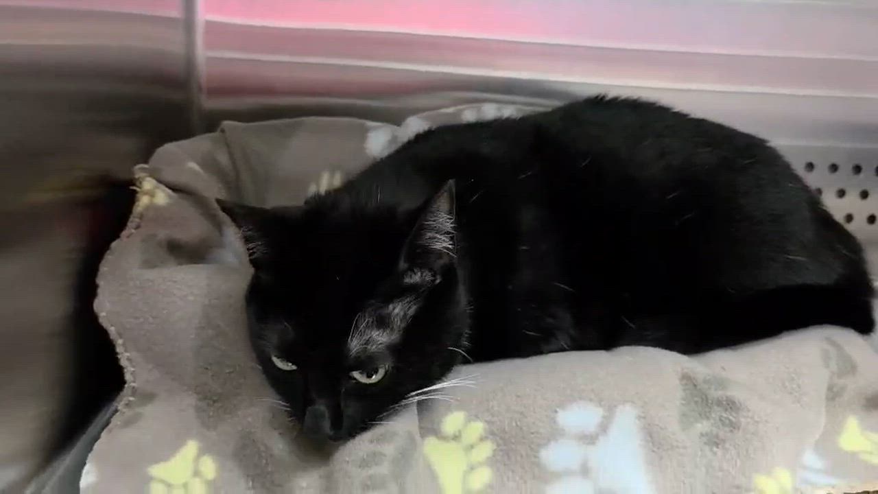 Enlarge Tuxie, an adopted Tuxedo in Oak Ridge, TN video 5/5