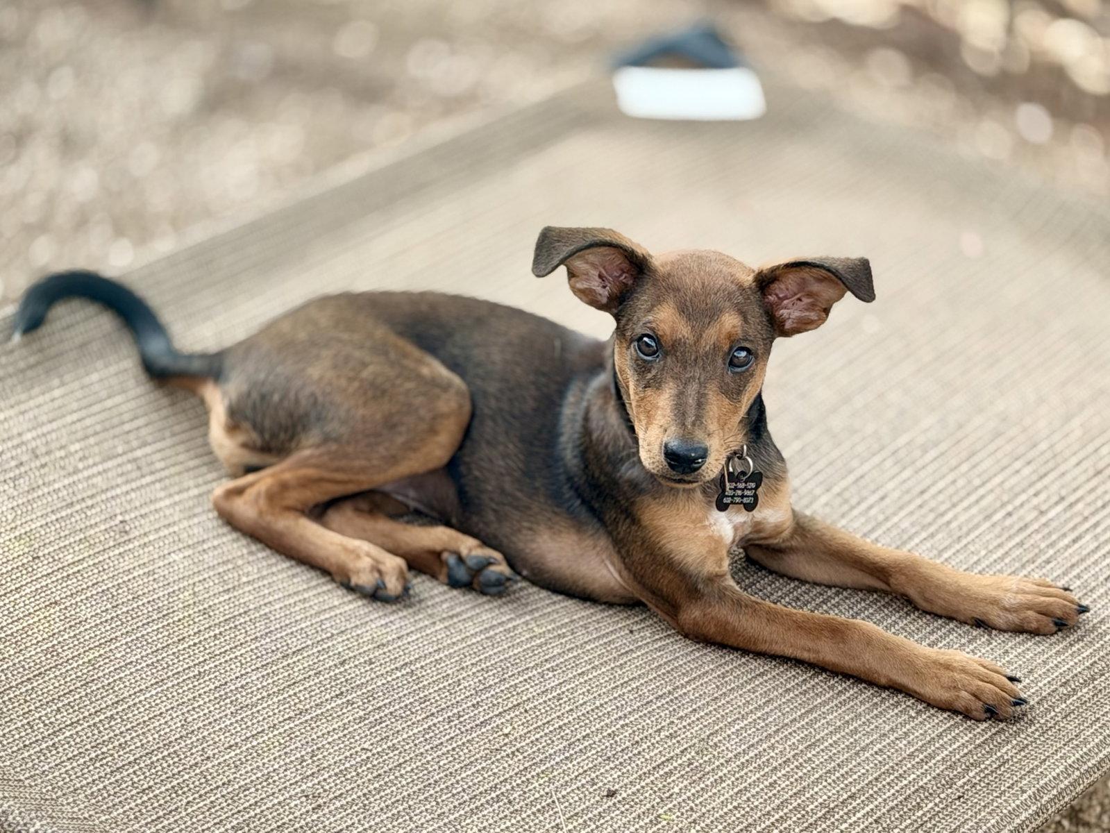 Twigs, Adopted, Puppy Female Miniature Pinscher & Cattle Dog.
