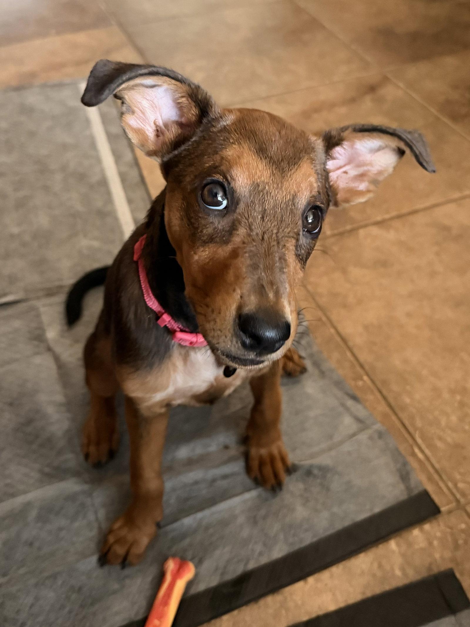 Enlarge Twigs, a Adopted mixed breed in Glendale, AZ image 2/3