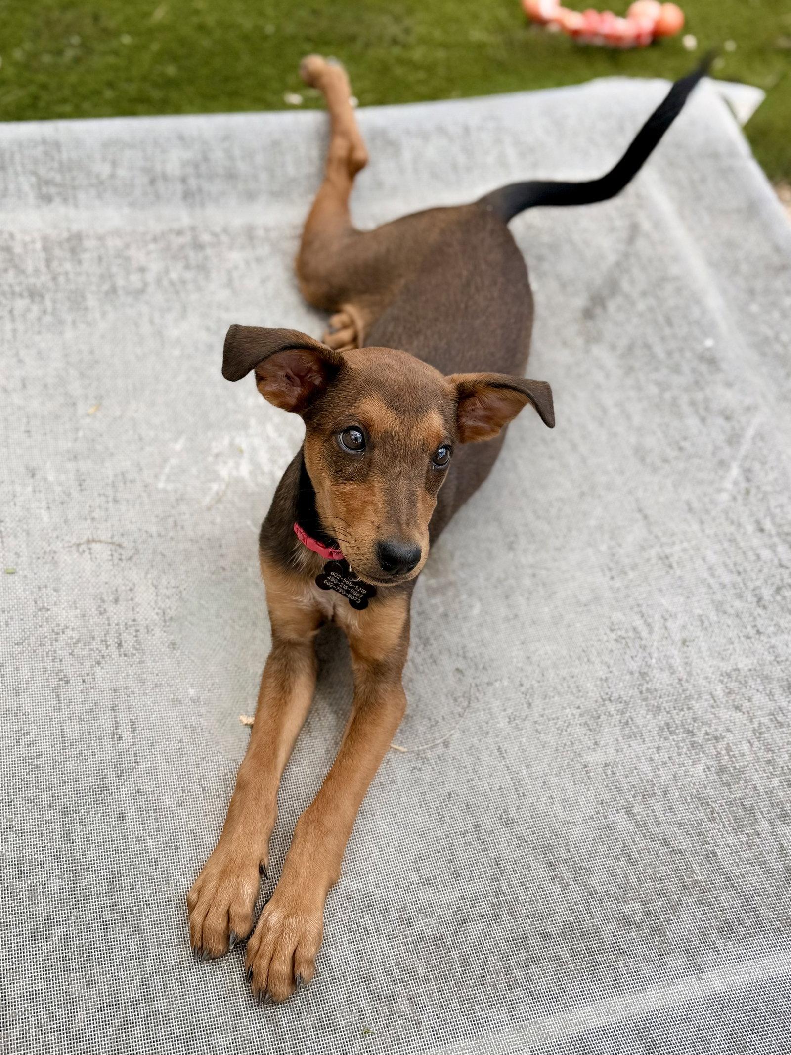 Enlarge Twigs, a Adopted mixed breed in Glendale, AZ image 3/3