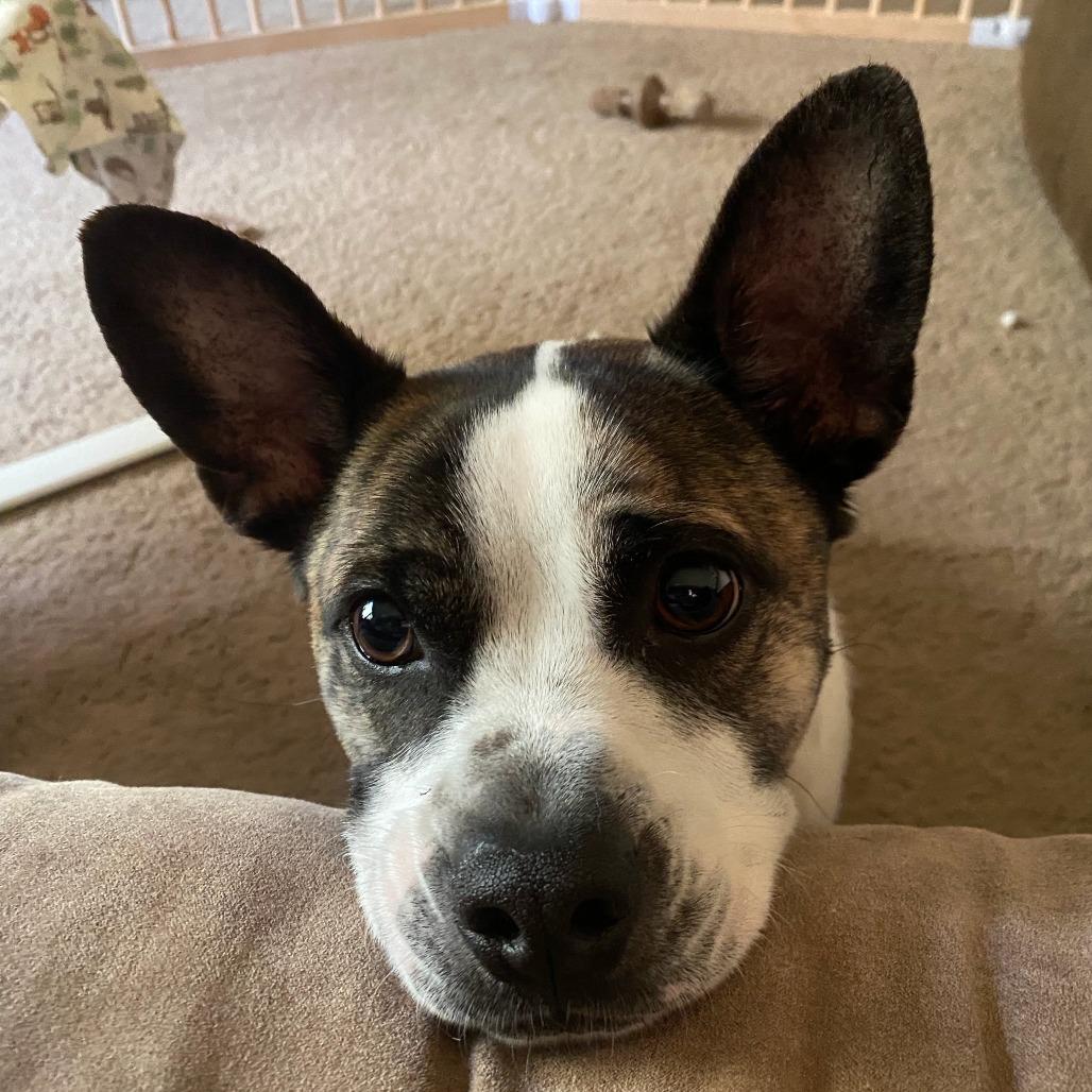 Hot Dog, Adoptable, Adult Male Terrier & Jack Russell Terrier.