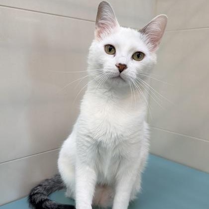 Cutie Cat, a ADOPTABLE Domestic Short Hair in Santa Cruz, CA image 4/4