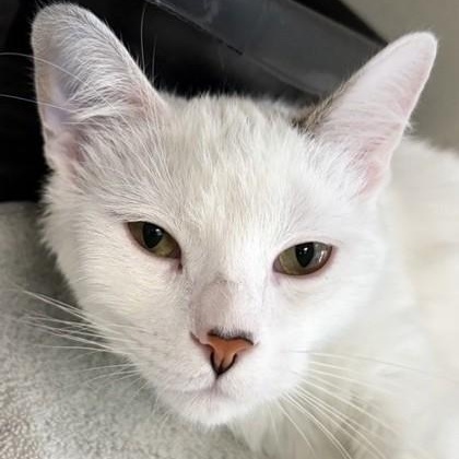 Cutie Cat, ADOPTABLE, Adult Female Domestic Short Hair.