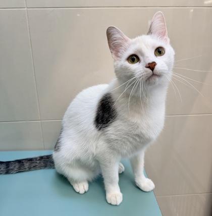 Cutie Cat, a ADOPTABLE Domestic Short Hair in Santa Cruz, CA image 3/4