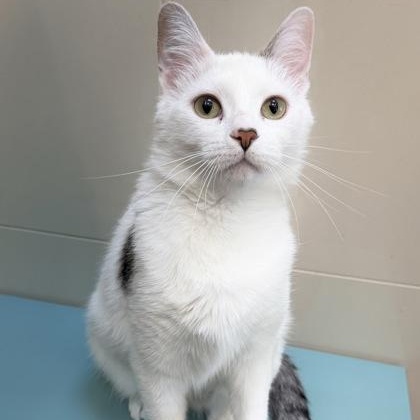 Cutie Cat, a ADOPTABLE Domestic Short Hair in Santa Cruz, CA image 2/4