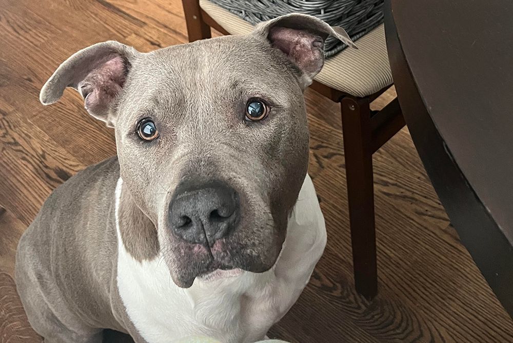 Enlarge Cash, a Adopted American Staffordshire Terrier in Nashville, TN image 4/5