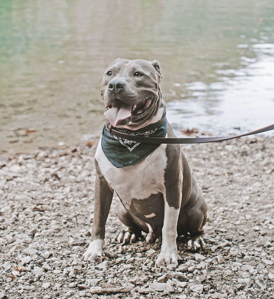 Enlarge Cash, a Adopted American Staffordshire Terrier in Nashville, TN image 5/5