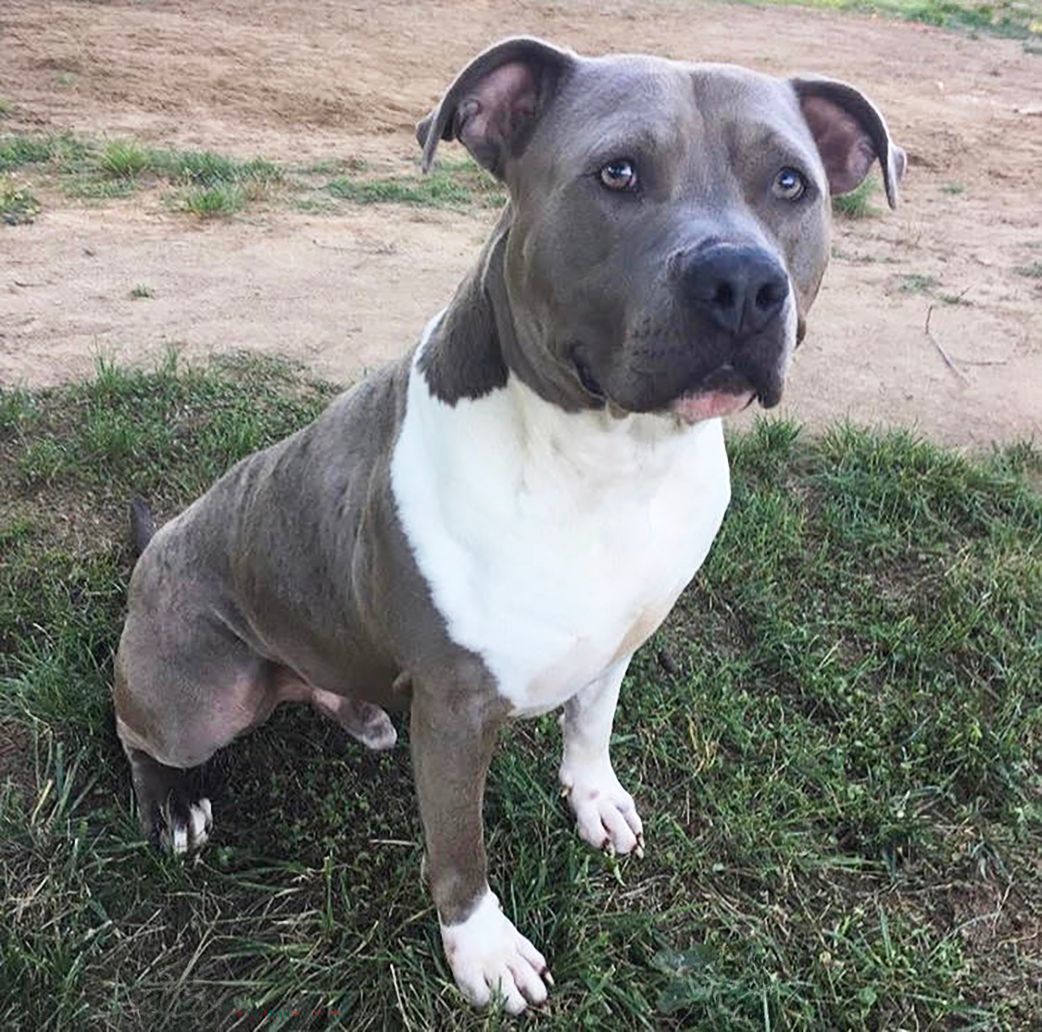 Cash, Adopted, Adult Male American Staffordshire Terrier.