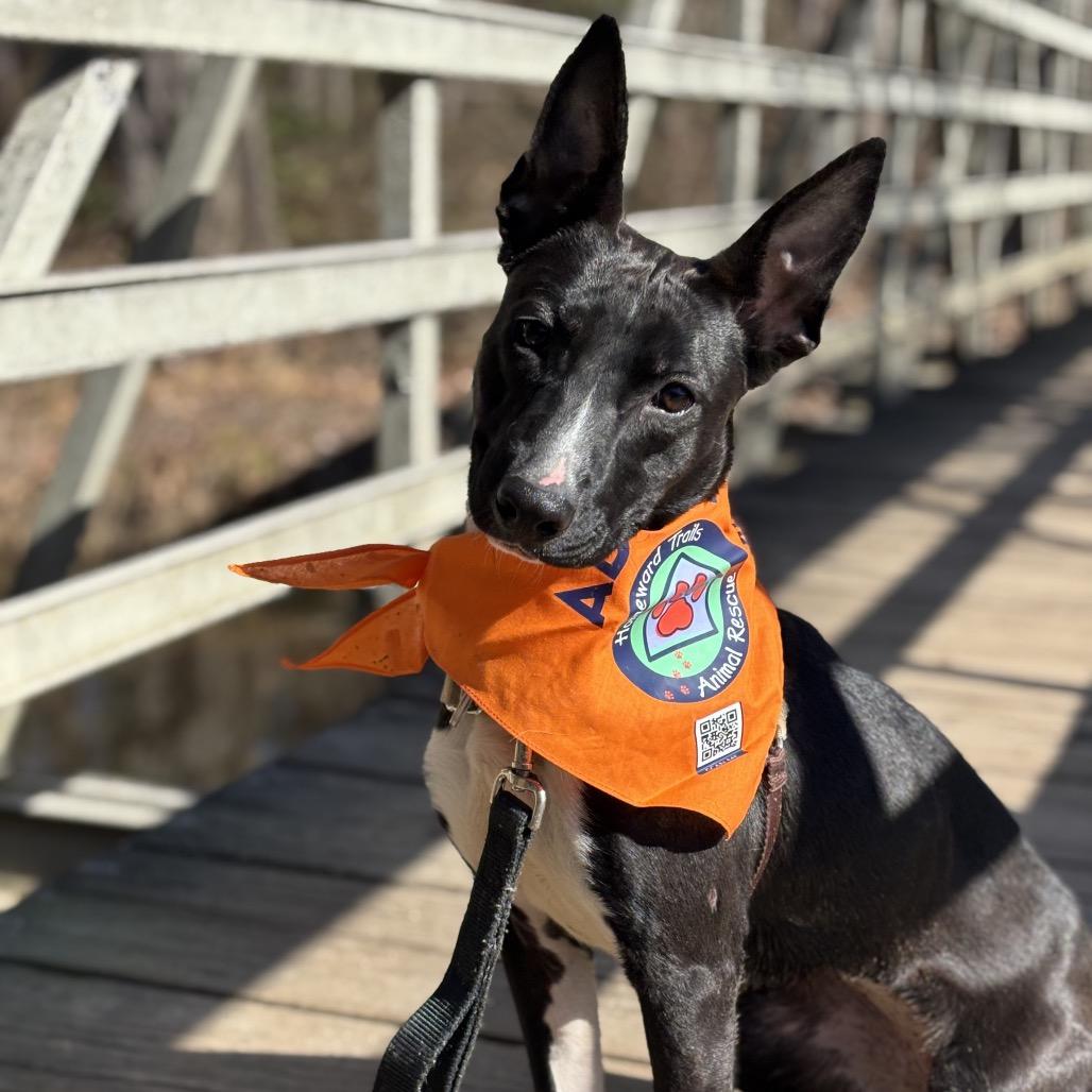 Coconut — thumbnail 3